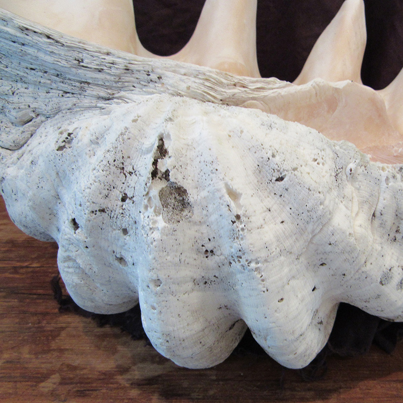 clam shell floatie